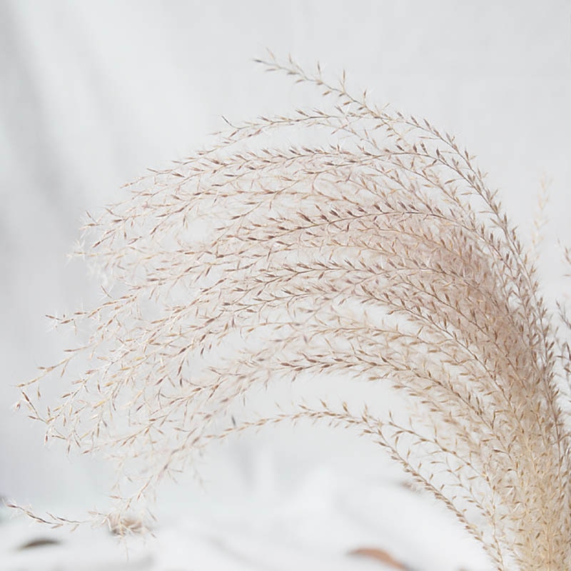 Pampas Grass Decor