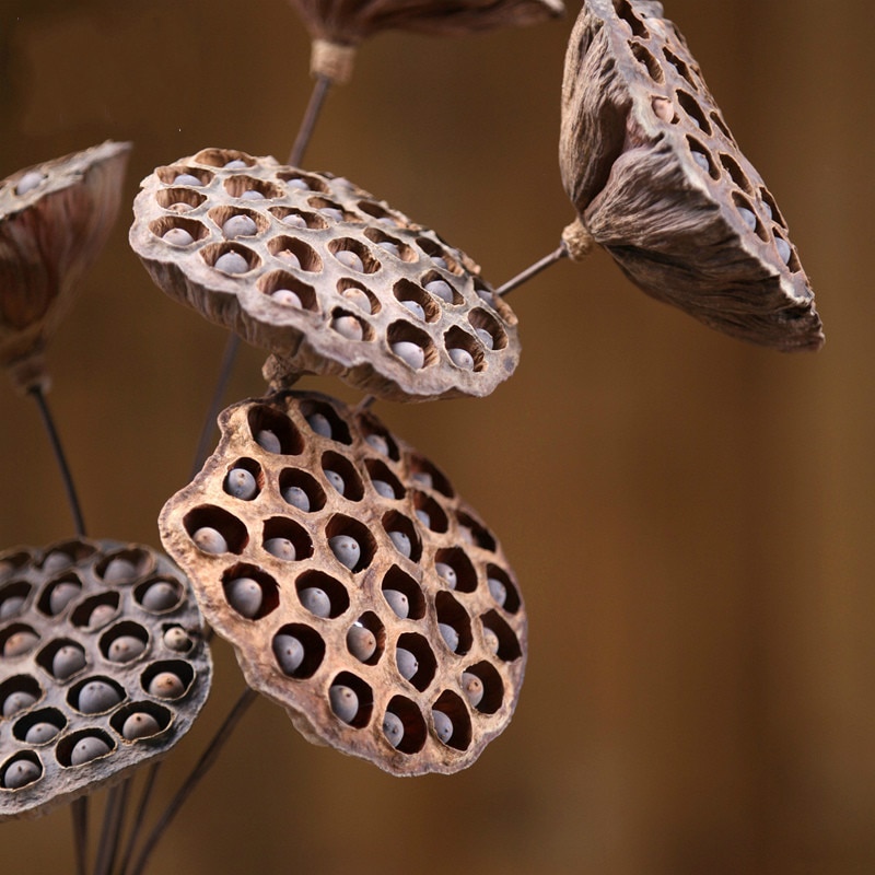 Large Decorative Dried Lotus Flower